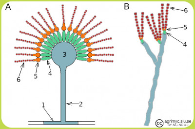 Conidium