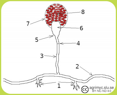 Spores and reproduction of fungi